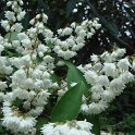 Deutzia scabra fleur